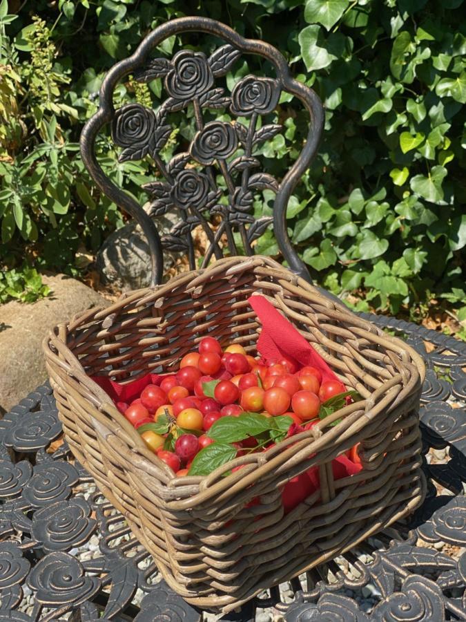 Dolce Vita In Tuscany Cottage Capannori Dış mekan fotoğraf