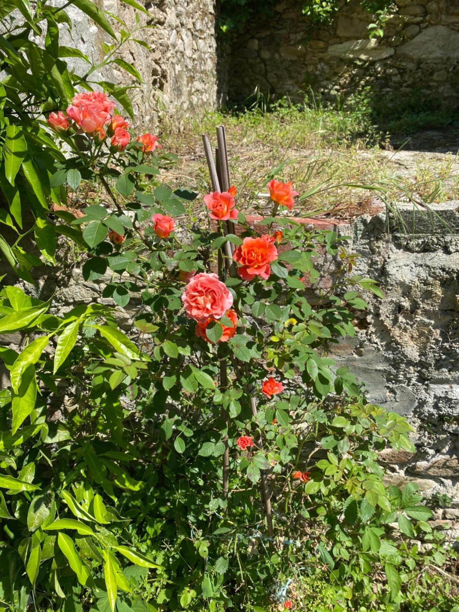 Dolce Vita In Tuscany Cottage Capannori Dış mekan fotoğraf
